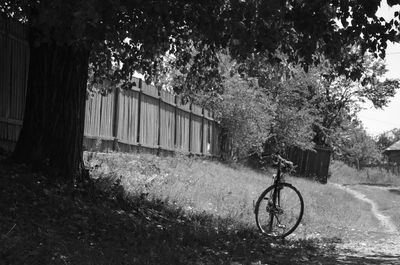 Bicycle against trees