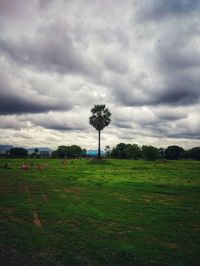 Trees on field against sky