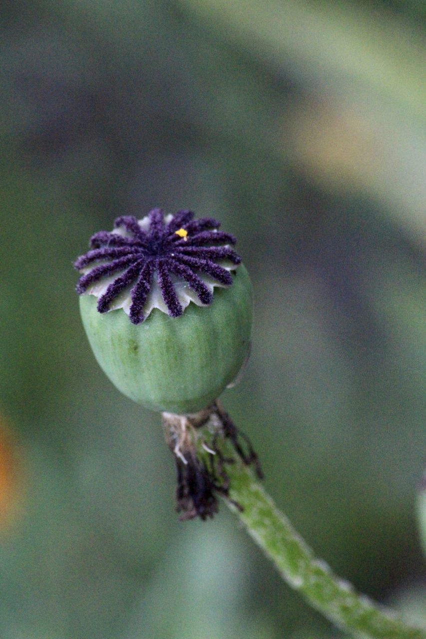 CLOSE-UP OF PURPLE FLOWER BUDS