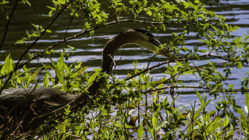 Bird in a lake