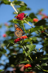 Close-up of butterfly pollinating on flower