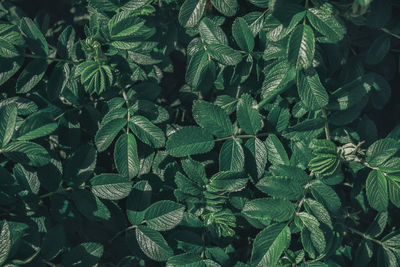 Abstract green leaves of rose hip background. natural dog-rose textured foliage