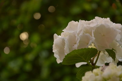 Close-up of white rose