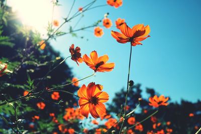 Low angle view of flowers blooming against clear sky