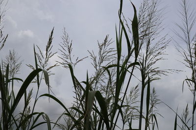 Low angle view of silhouette trees against sky