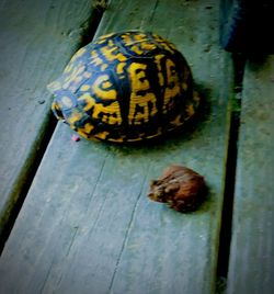 Close-up of snail on wood