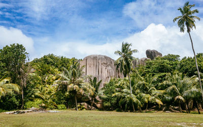 Panoramic view of palm trees on landscape against sky
