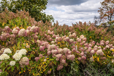 Close-up of pink flowering plants against sky