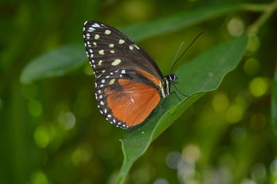 Close-up of butterfly on leaf