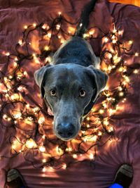 Portrait of dog on illuminated lights