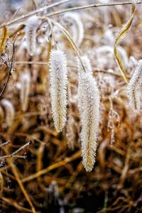 Close-up of frozen plant