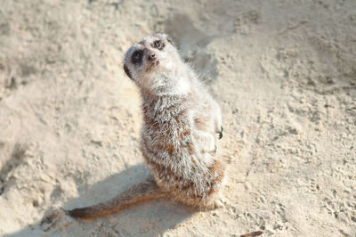 High angle view of meerkat on sand
