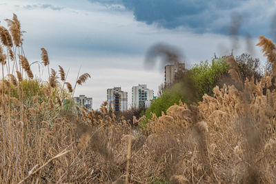 Plants growing on field against buildings