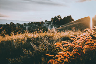 Close-up of plants on land against sky