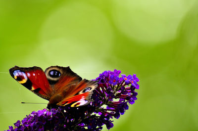 Close-up of butterfly pollinating on purple flower