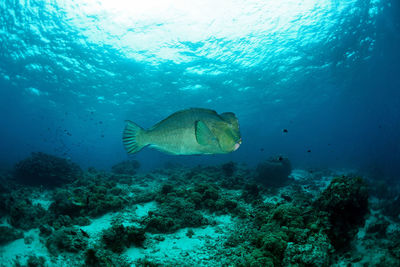 Fish swimming in sea