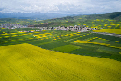 The aerial rape flowers