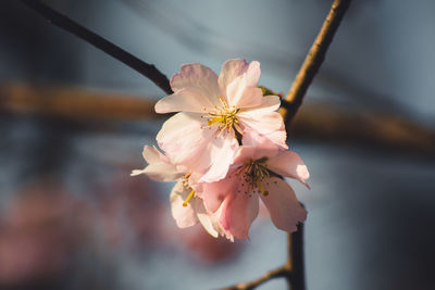 Close-up of pink cherry blossoms