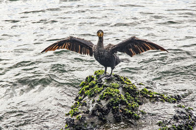 Bird flying over sea