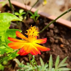 Close-up of flower blooming outdoors