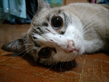 Close-up portrait of a cat