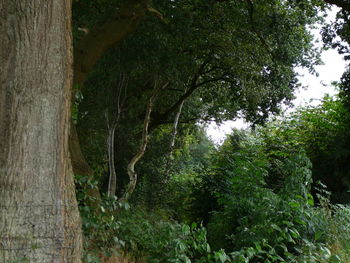 Trees in forest