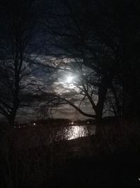 Silhouette trees against sky at night