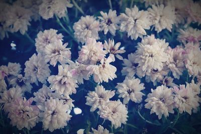 High angle view of white flowering plant