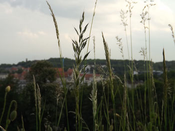 Scenic view of field against cloudy sky