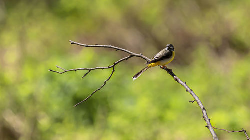 Close-up of bird perching on branch