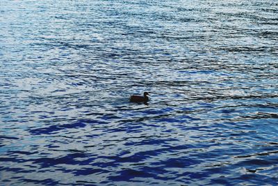 Ducks swimming in water