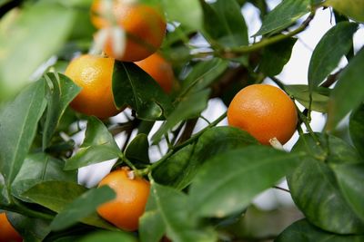 Close-up of orange fruit on tree