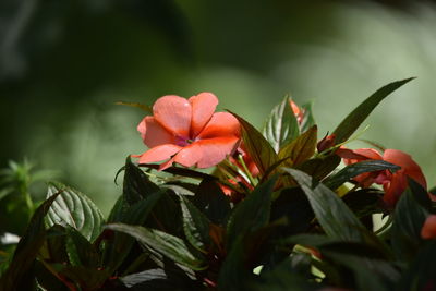 Close-up of red flowering plant