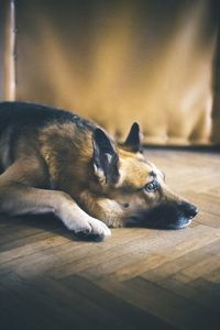 Close-up of dog lying down