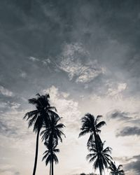 Low angle view of palm trees against sky