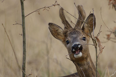 Portrait of roe deer