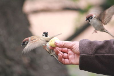 Close-up of bird perching on hand