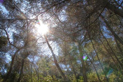 Sun shining through trees