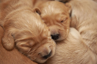 Close-up of puppy sleeping