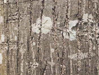 Full frame shot of tree trunk