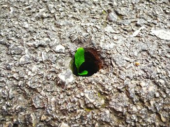 Close-up of green leaf on tree trunk