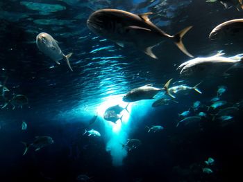 People swimming in sea