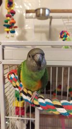 Close-up of parrot perching in cage