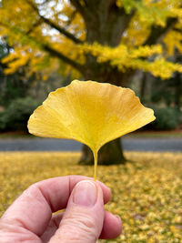 Cropped hand holding autumn leaf