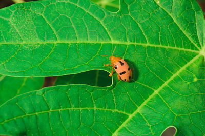 Close-up of grasshopper on leaf