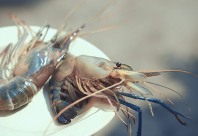 Closeup of jumbo asian shrimp / tiger prawn in ceramic bowl