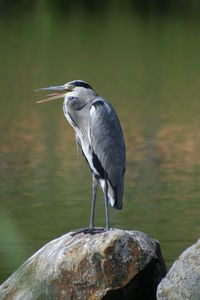 High angle view of gray heron perching on rock