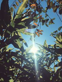 Low angle view of tree against sky