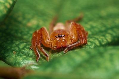 Close-up of spider