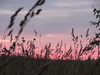 Plants growing on field against sky during sunset